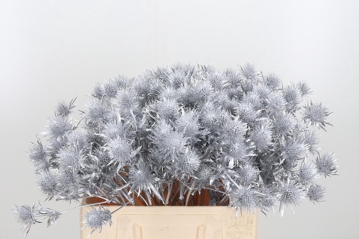 <h4>Eryn Supernova Kl Bh Zilver</h4>