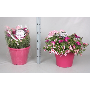 PERKPL GEM IN POT