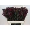 Leucadendron Saf Sunset Dark Red