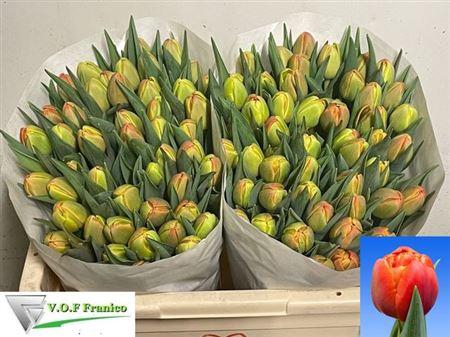 <h4>Tu Du Icoon</h4>