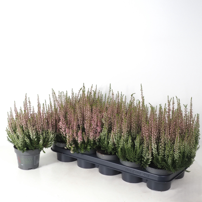 <h4>Calluna vulgaris 'Beauty Ladies' P12 Roze</h4>