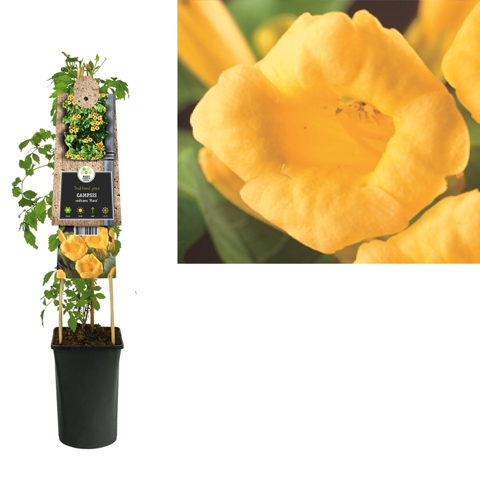 <h4>Campsis radicans 'Flava' +3.0 label</h4>
