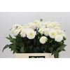 Dahlia White Isa