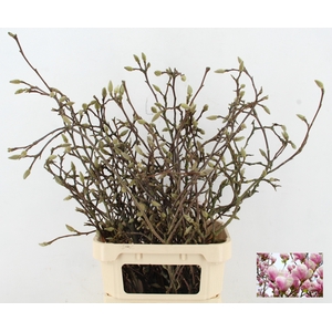 MAGNOLIA GRANDIFLORA X30