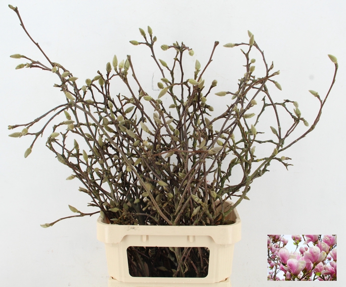 <h4>MAGNOLIA GRANDIFLORA X30</h4>