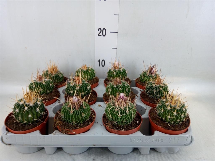 <h4>Cactus   ...</h4>