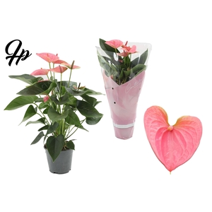 Anthurium andr. 'Sweet Dream'