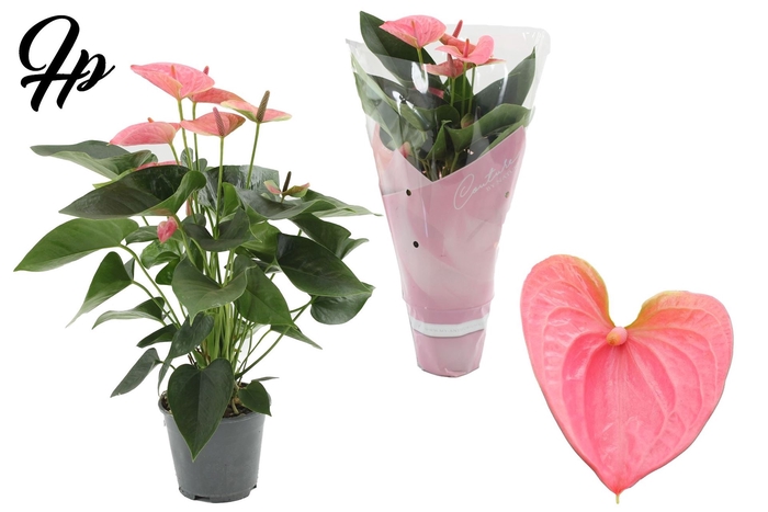 <h4>Anthurium andr. 'Sweet Dream'</h4>