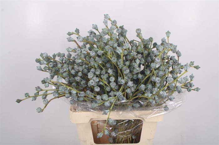 <h4>Euc Boule Per Bunch</h4>