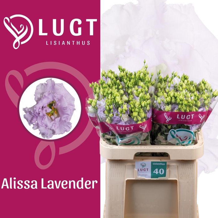 <h4>EUS G ALISSA LAVENDE</h4>