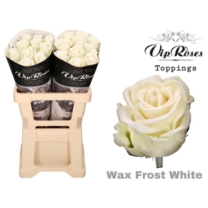 R GR WAX FROST WHITE (60cm)