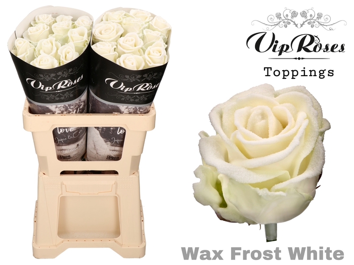 <h4>R GR WAX FROST WHITE (60cm)</h4>