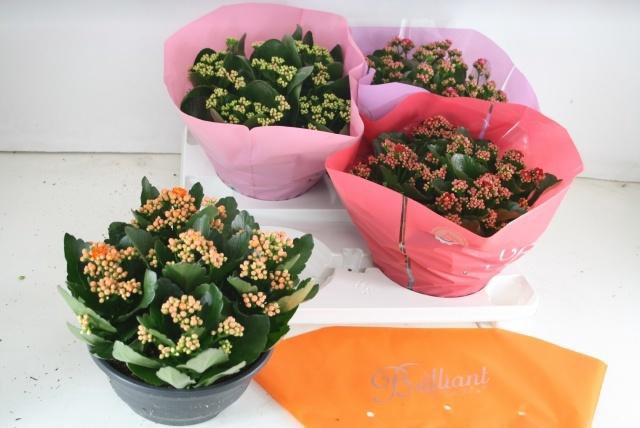 <h4>Kal Ge Gem 4 Kl</h4>