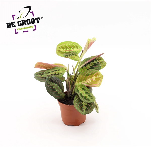 <h4>Maranta tricolor</h4>