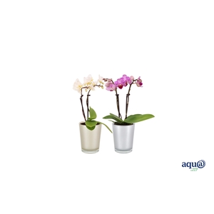 Glaspot Christmas Tiny Dolls Mix 2T10+