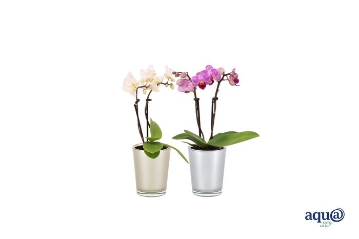 <h4>Glaspot Christmas Tiny Dolls Mix 2T10+</h4>