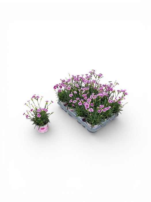 <h4>DIAN DI PINK KISSES</h4>