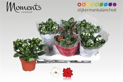 <h4>KAL GE GEM 2 KL</h4>