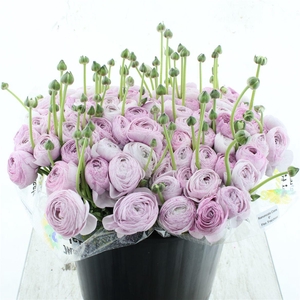 Ran Su Sr Nebbia Prima