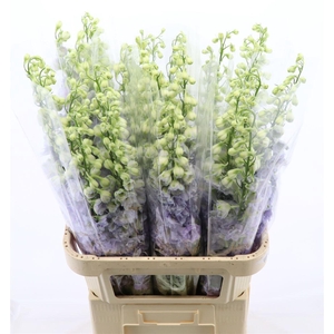 Delphinium Lavender Love