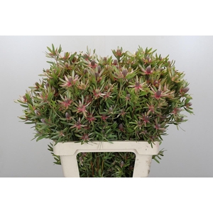 LEUCAD AYOBA ST PEAR