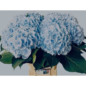 Hydr Verena Blue Happy Hydrangea