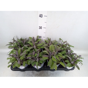 Salvia officinalis 'Purpurascens'