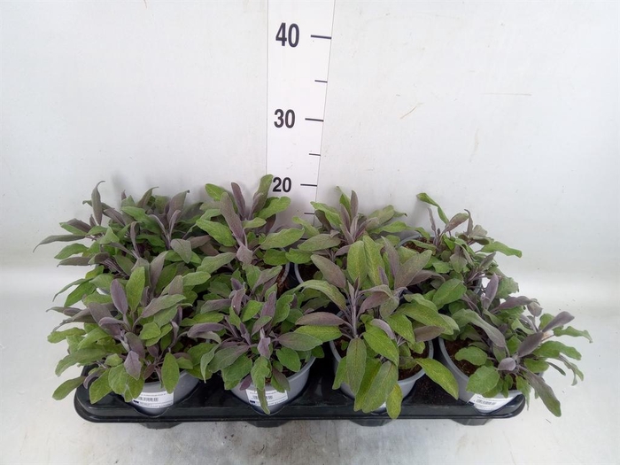 <h4>Salvia officinalis 'Purpurascens'</h4>