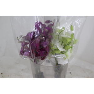 DENPHALAEN MACO MINIMO 30 FLORES