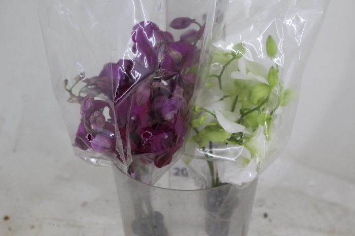 <h4>DENPHALAEN MACO MINIMO 30 FLORES</h4>