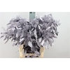Euca Populus Bes Klb. Mett Lavendel X5 300 Gram