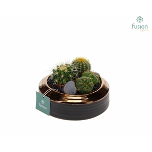 Schaal keramiek brons Small met Cactussen