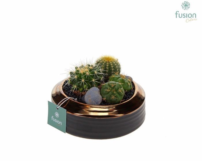 <h4>Schaal keramiek brons Small met Cactussen</h4>