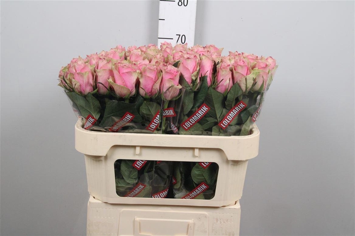 <h4>R Gr Athena Royale</h4>