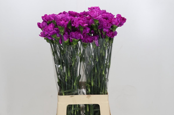 Dianthus St Tiepolo Fucsia