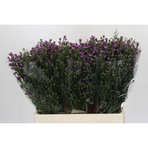 AST ASTEE M BABY PIN