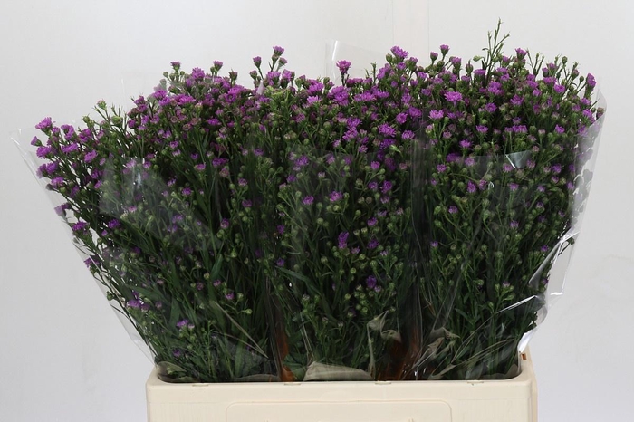 <h4>AST ASTEE M BABY PIN</h4>