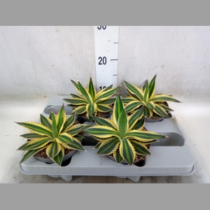 Agave lophantha 'Quadricolor'