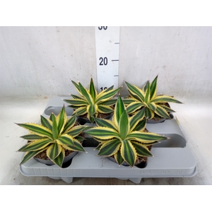 Agave lophantha 'Quadricolor'