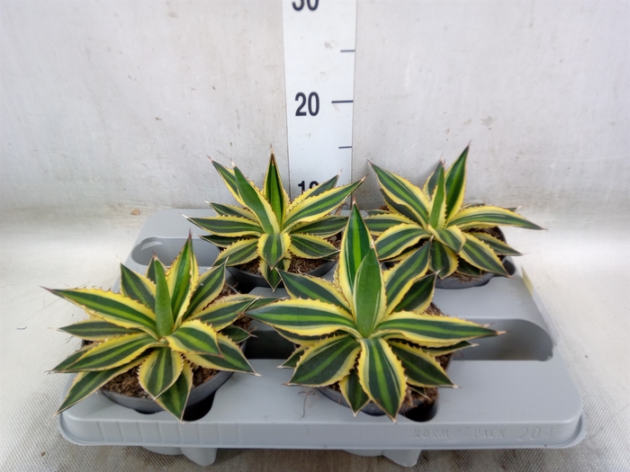 <h4>Agave lophantha 'Quadricolor'</h4>
