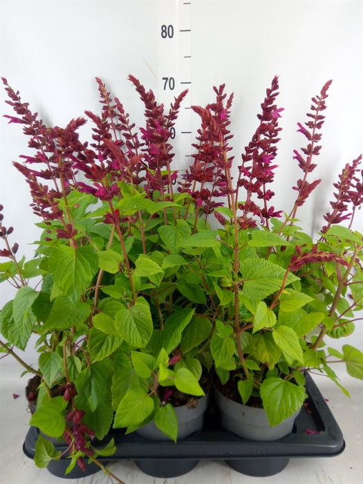 <h4>Salvia  'Salgoon Lake Flamingo'</h4>