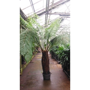 dicksonia antarctica