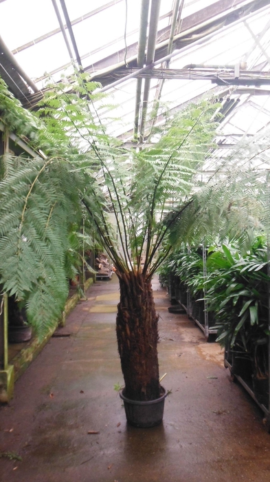 <h4>dicksonia antarctica</h4>