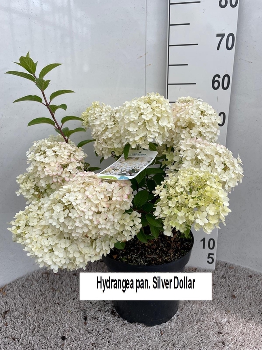 <h4>Hydrangea pan. Silver Dollar 60 cm P26</h4>