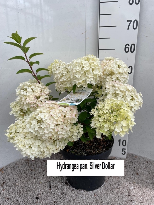 <h4>Hydrangea pan. Silver Dollar 60 cm P26</h4>