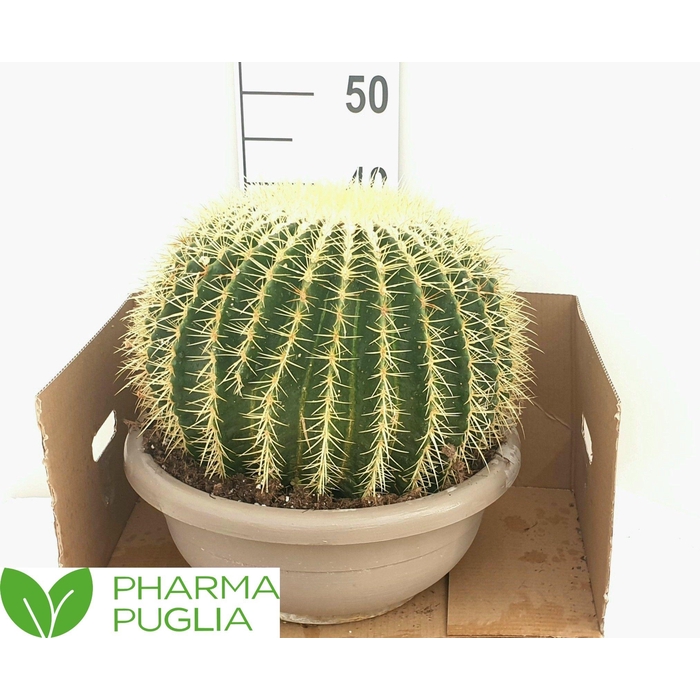 <h4>ECHINOC GRUSONII</h4>