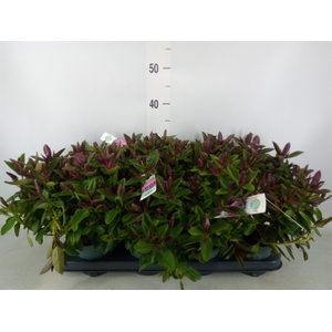 Hebe  'Hebedonna Julia'