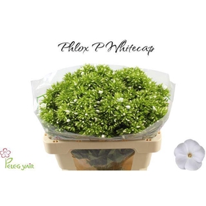 Phlox P Whitecap