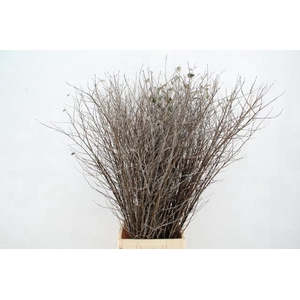 CORNUS ALBA ABEEL VERTAKT 120CM