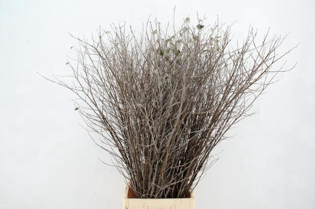 <h4>CORNUS ALBA ABEEL VERTAKT 120CM</h4>